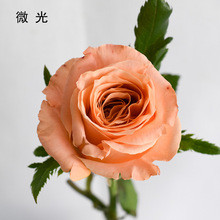 【微光玫瑰】昆明鲜花基地批发婚庆节日居家插花装饰橙色玫瑰