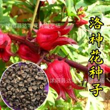 洛神花种子批发玫瑰茄种子 可入药 当年新种 基地直发 量大从优