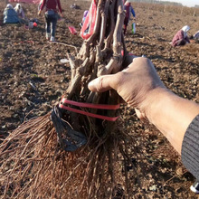 批发基地批发玫瑰香葡萄苗种植玫瑰香葡萄树苗北方果园种植葡萄果