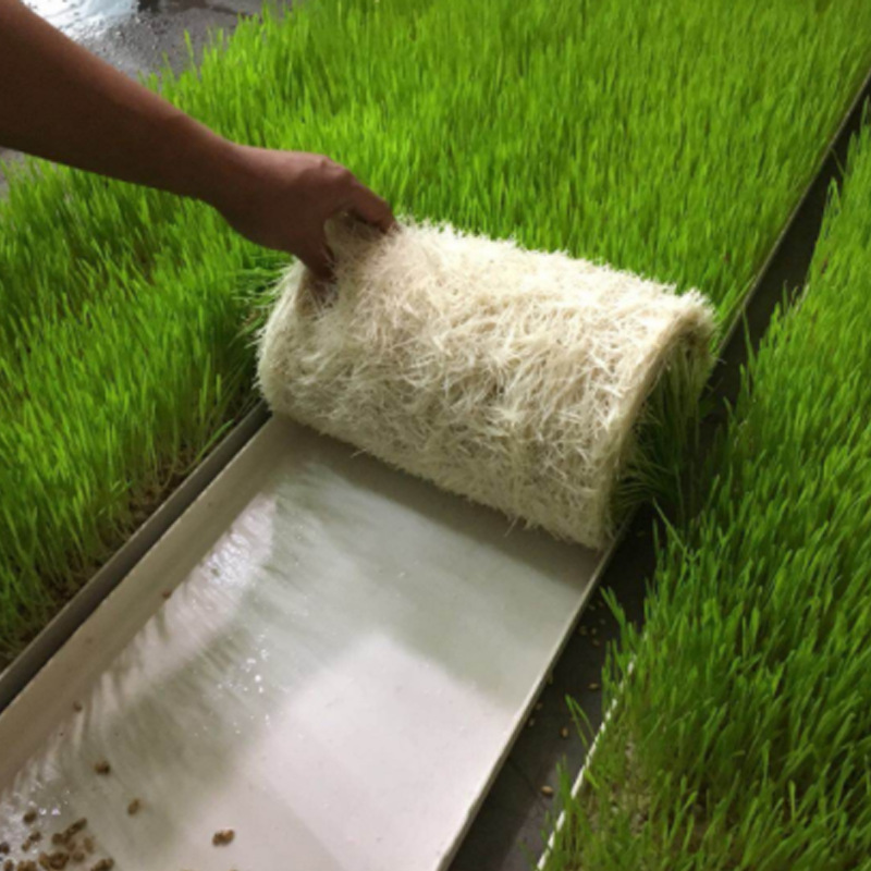 源头商家可定制各种吸塑无土育苗托盘种植蔬菜芽苗菜周转盘潮汐盆