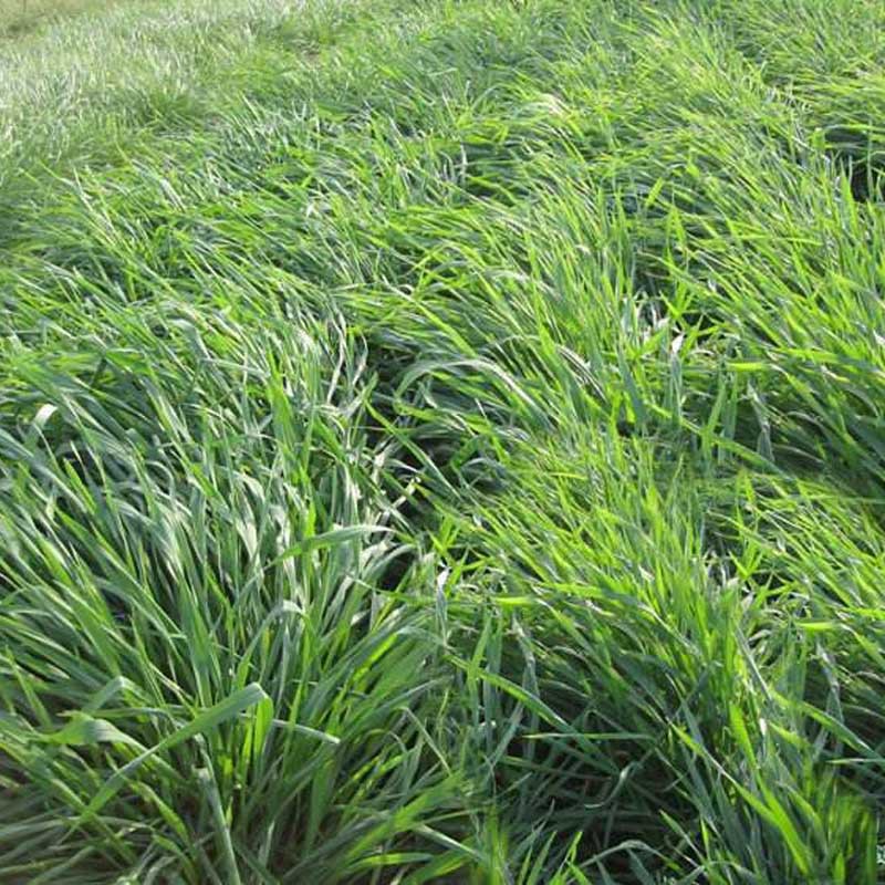 耐寒牧草种子多年生黑麦草种子四季常青鸡鸭鹅猪牛羊鱼草种籽