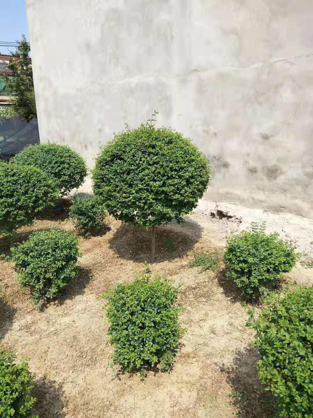 一件代发小叶女贞球树苗造型树盆景树桩球形棒棒糖树苗绿化植物苗