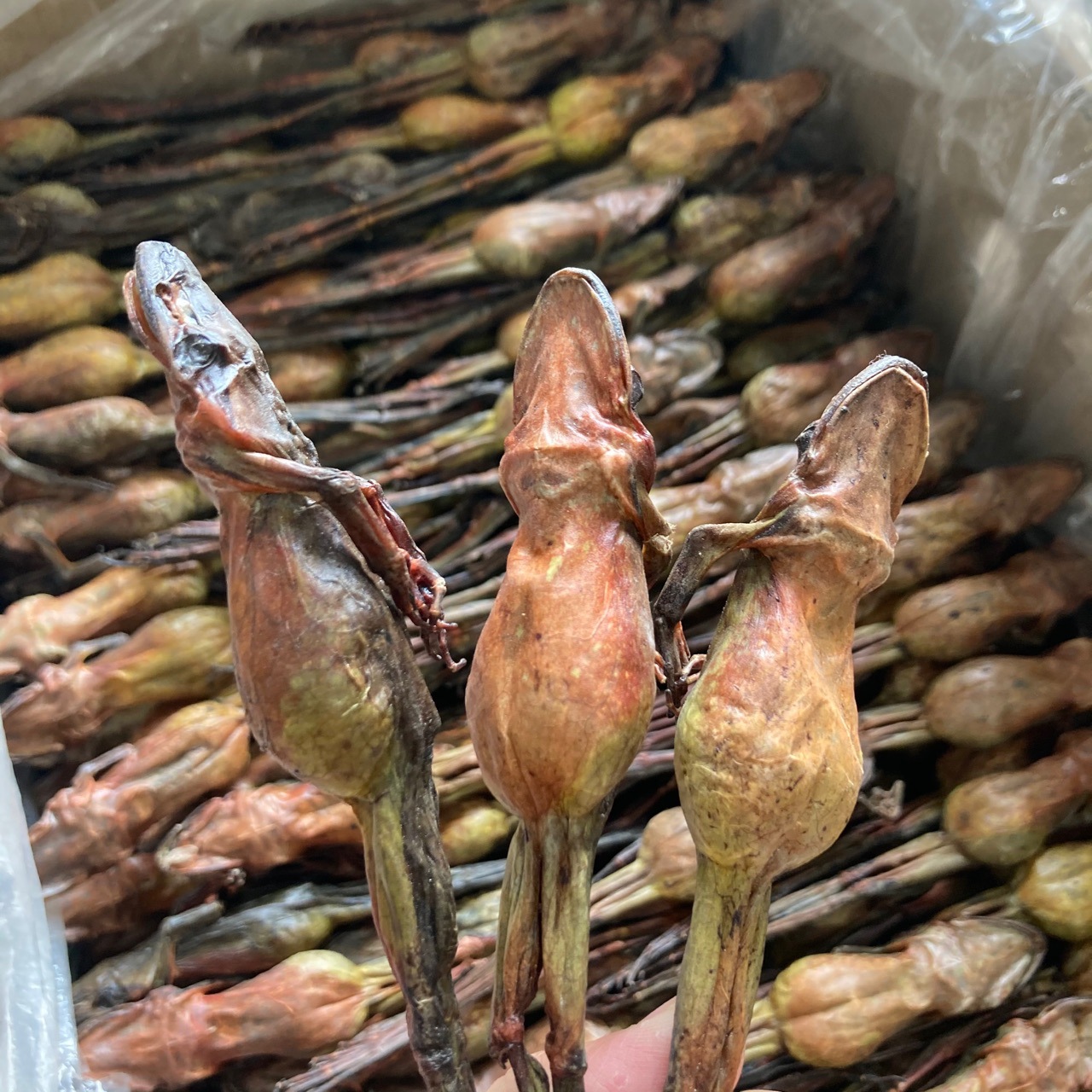 关东宝 长白山雪蛤油林蛙油东北蛤蟆油新鲜木瓜炖雪哈