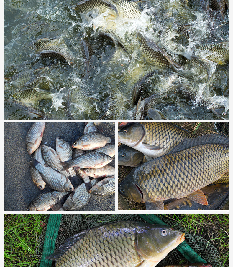 巧而雅500毫升窝料用酒主钓鲫鲤草鳊黄桑鱼饵 渔具店自配窝料用酒