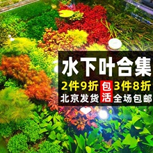 缸水下叶活鱼后景有茎造景血红绿宫廷紫丁香组合代发