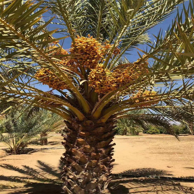 批发 新疆特产无水洗伊拉克黄金椰枣干 蜜饯蜜枣零食 黄椰枣500克