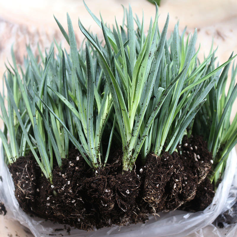 云南鲜花苗-云南鲜花苗厂家,品牌,图片,热帖-阿里巴巴