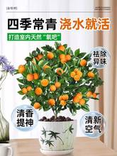 四季金桔树苗盆栽带果客厅招财植物室内花卉绿植小橘子盆景年宵花