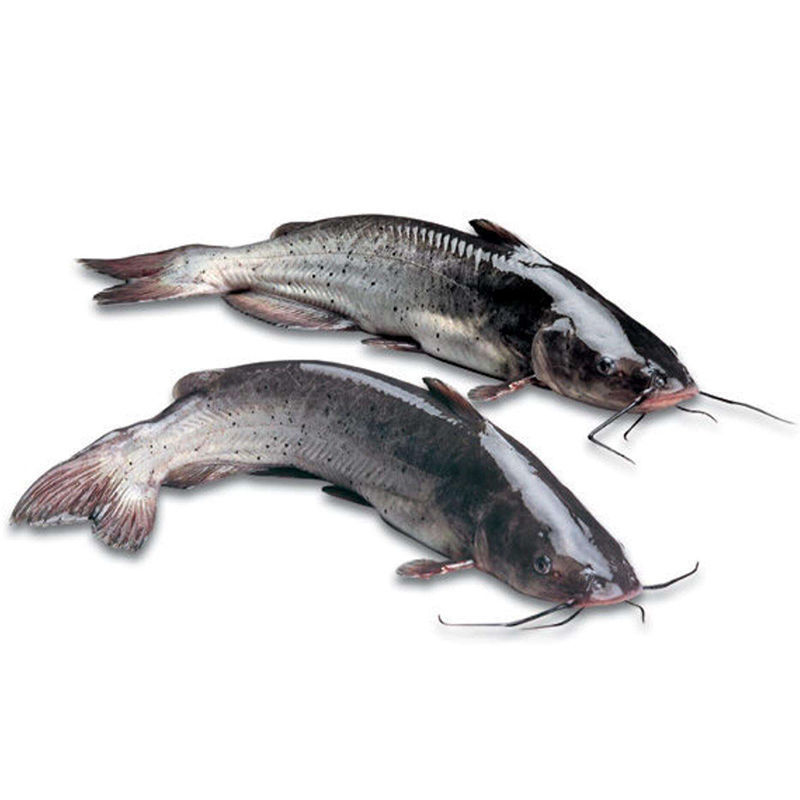 5条包邮淡水江团鱼钳鱼开背清江鱼烤鱼火锅斑点叉尾鮰