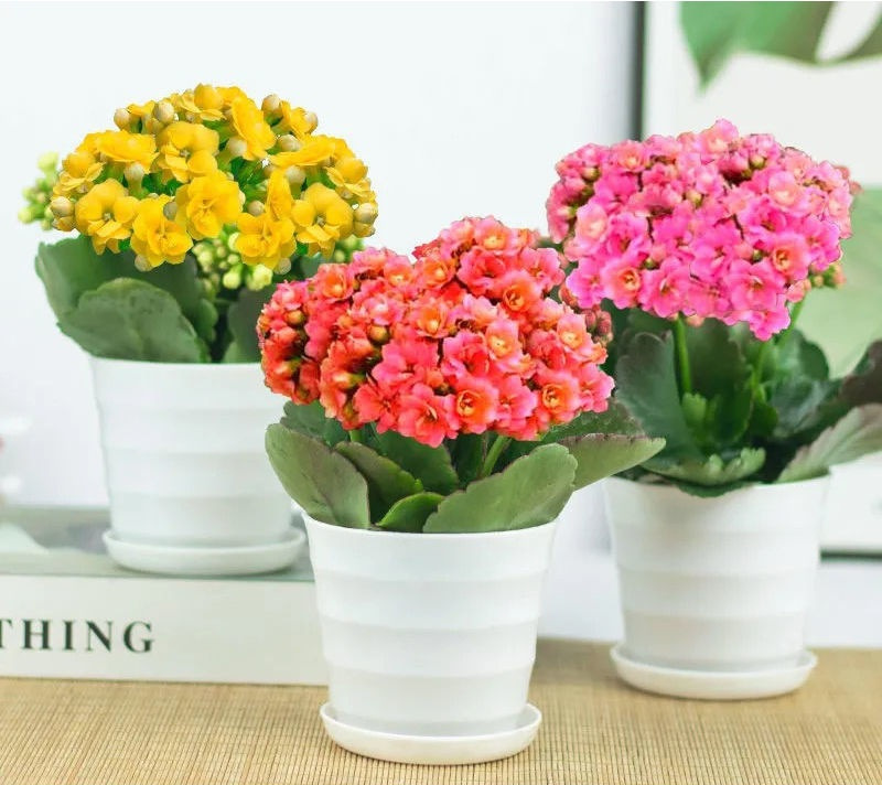 长寿花小盆带花苞重瓣带花苞花苗室内花卉盆栽四季开花厂家批发