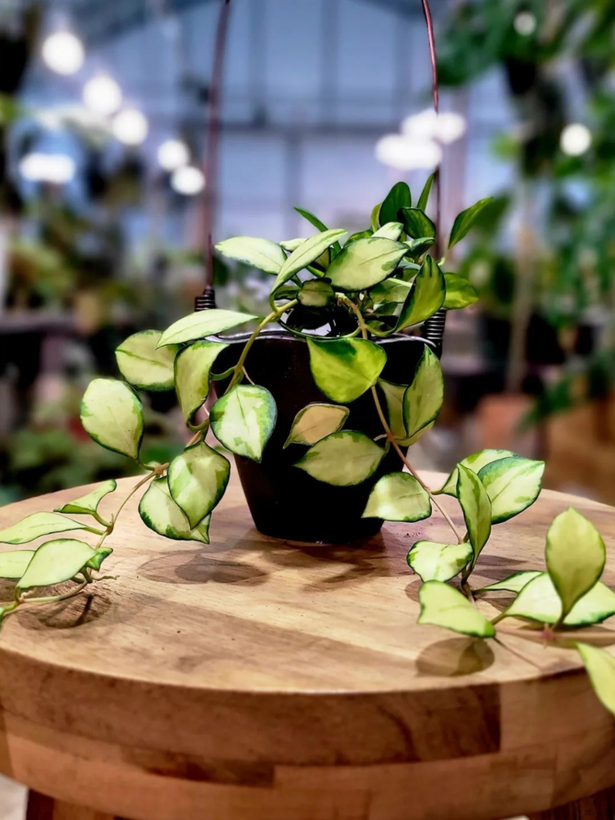 休内球兰 休斯科尔内锦阳台室内观叶吊兰小盆栽兰科植物网红雨林