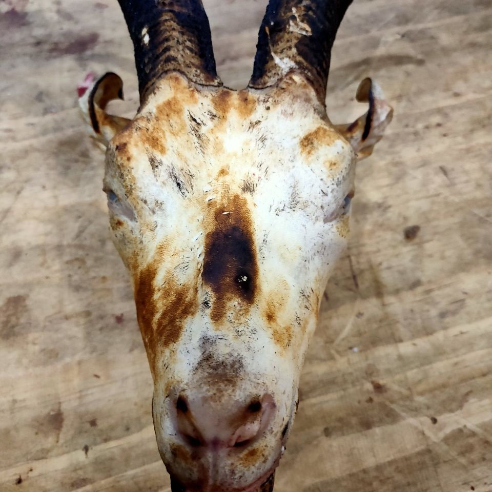 羊头带皮,带舌头,约3.5斤,免