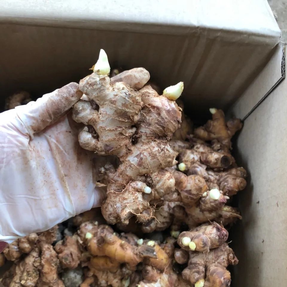云南小黄姜种生姜种姜芽子姜种子老姜种催芽小姜种非山东大黄姜种