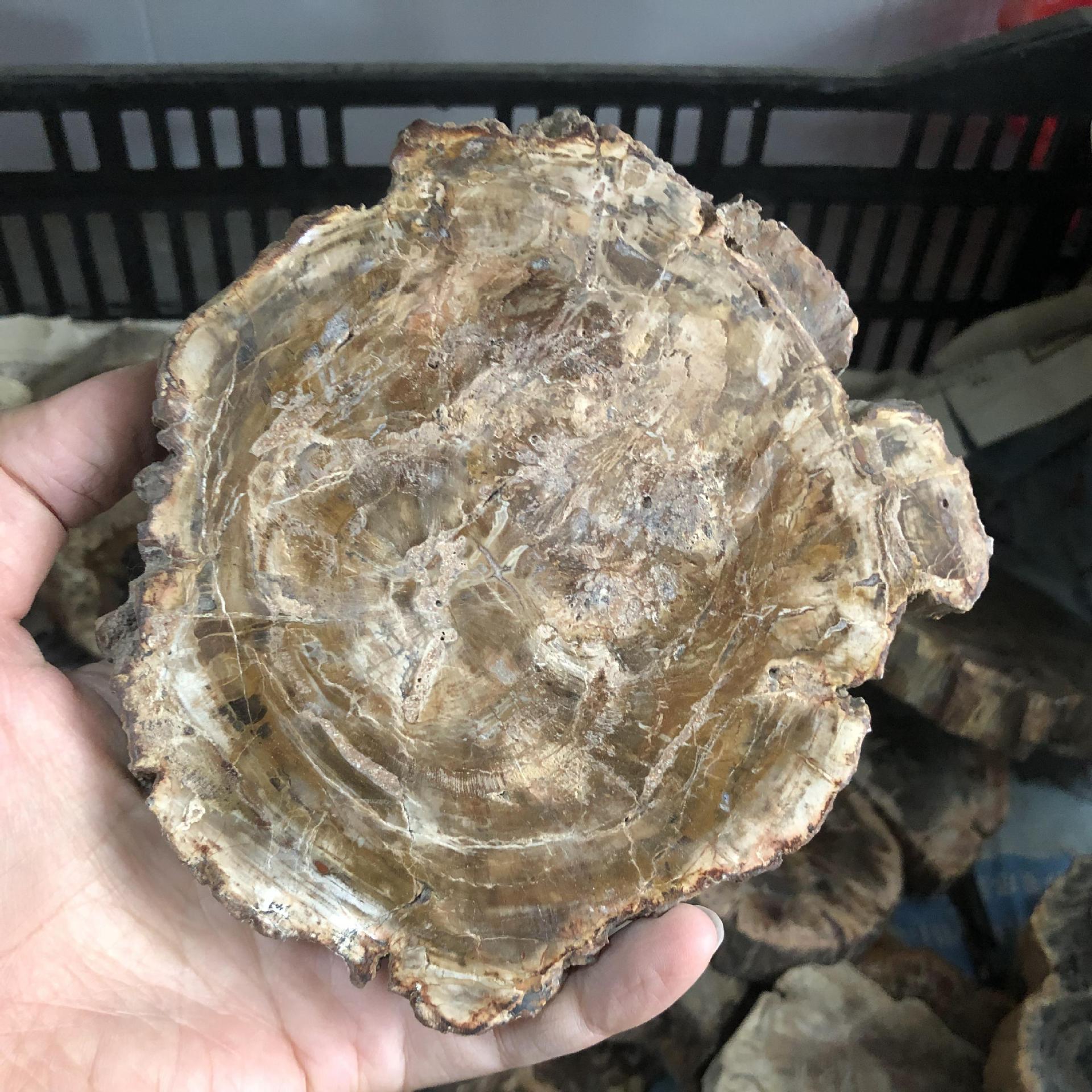 批发天然木化石家居办公室摆件 树化石原石切片 收藏矿物可作杯垫