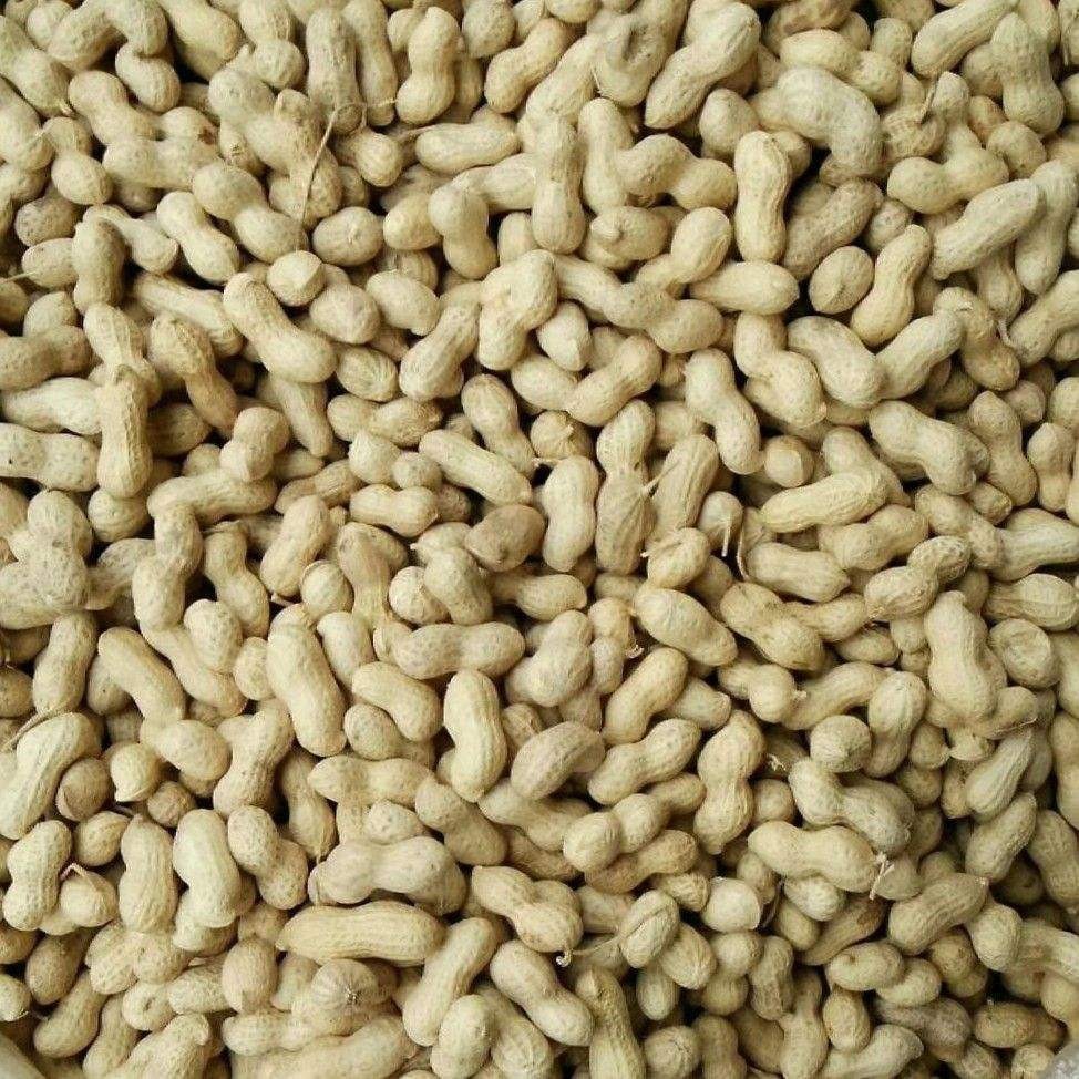 2021年新货散装生花生小籽小日本小珍珠花生带壳花生一件代发