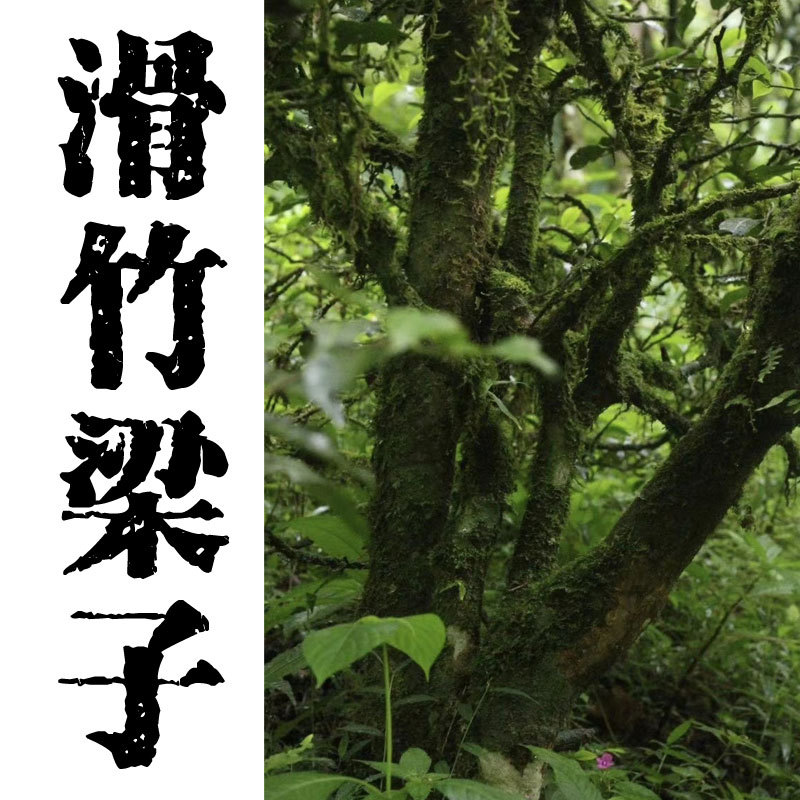 滑竹梁子古树茶 春茶 坝蒙古树 南本老寨 云南普洱毛茶散装茶