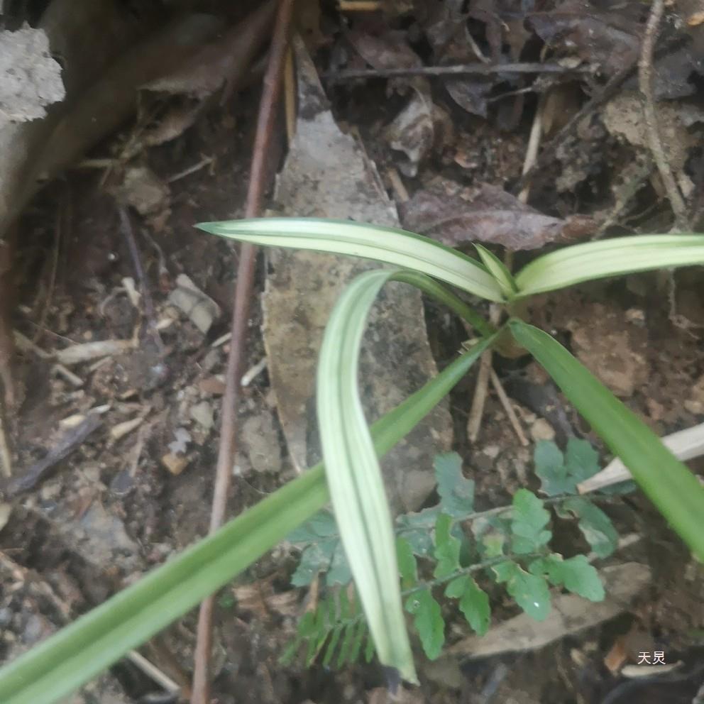 兰花苗建兰寒兰秋芝送春春兰莲瓣兰绿植室内盆栽-阿里巴巴