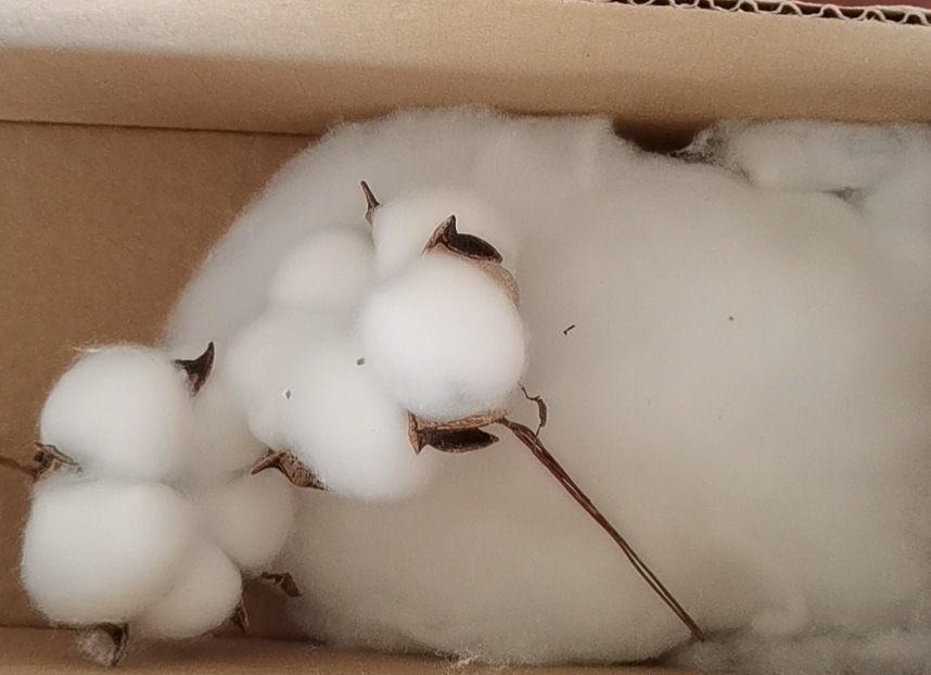 新疆五瓣棉花头 精品棉花棉花花束 厂家供应棉花干花 diy棉花