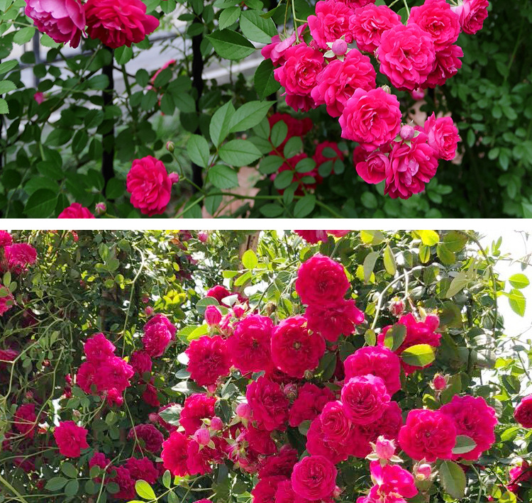 红木香花苗爬藤植物庭院蔷薇四季开花浓香红色甜蜜地栽盆栽植物苗