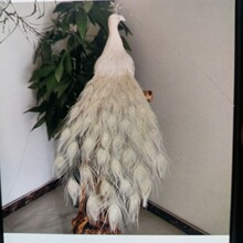 新款仿真羽毛孔雀摆件橱窗装饰家具摆设婚庆影视道具动物模型标本