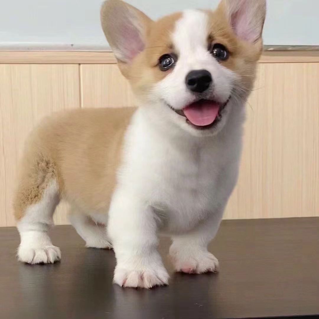 纯种柯基犬幼犬活体价格黄白柯基小短腿黄白三色柯基犬小型宠物狗