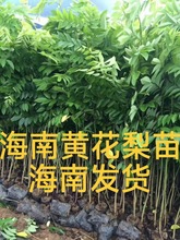 红木树苗草坪名贵苗木黄花酒店梨树油梨黄檀栽地栽楠木社区