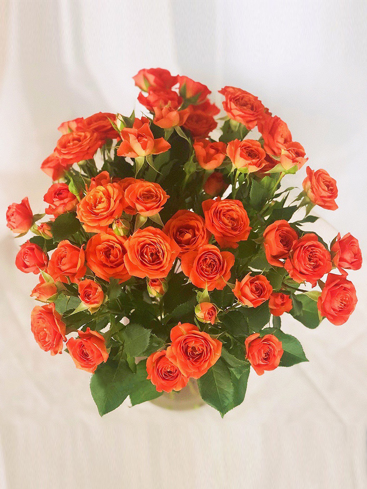 多头泡泡玫瑰鲜花云南基地直发插花昆明直批玫瑰花2束顺丰包邮