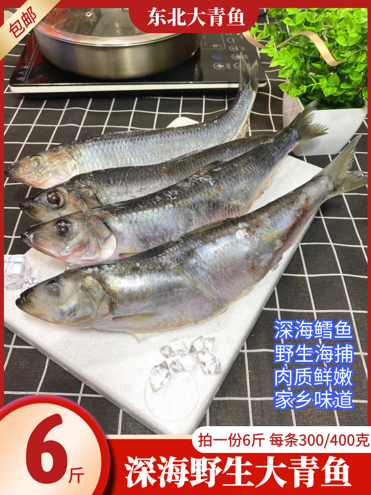新鲜青鱼鲭鱼沙丁鱼俄罗斯鲱鱼鱼籽鱼白鳁鱼温鱼海鱼冷冻鲜鱼6斤