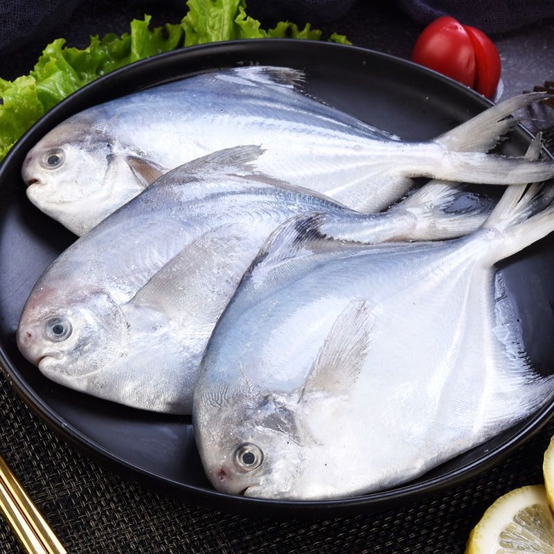 鲳鱼中舟山银鲳鱼新鲜白鲳鱼国产平鱼鲜活速冻批发一件批发速卖通