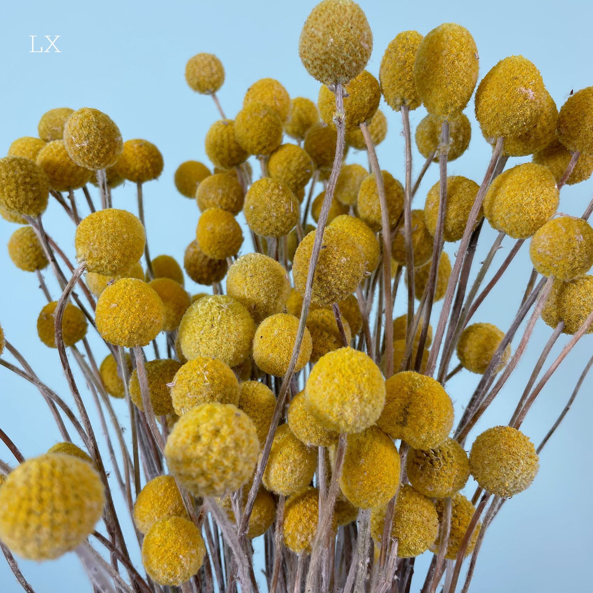 黄金球干花花束 云南厂家批发干花永生花黄金球家居装饰花束配材