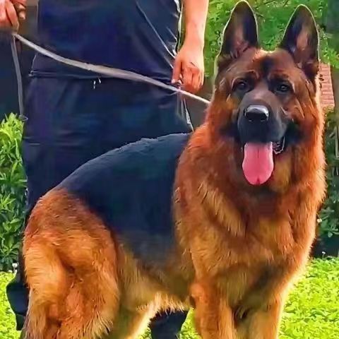 双血统纯种德国牧羊犬幼犬活体黑背德牧幼犬德国牧羊犬赛级德牧