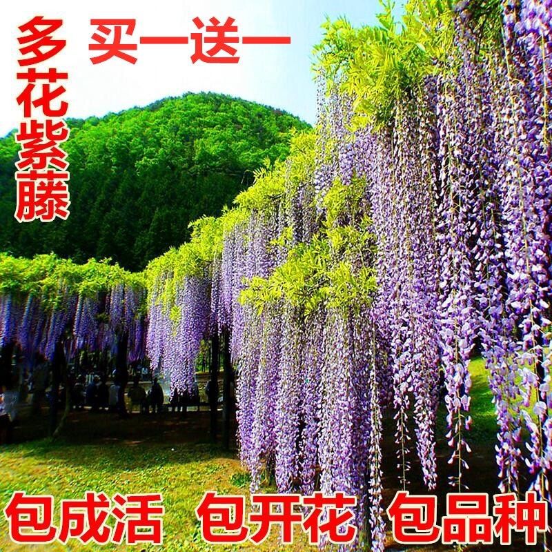 紫藤花苗爬藤植物四季种植开花树苗庭院围栏藤本花卉盆栽紫藤萝蔓