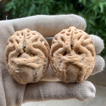 纯天然乾坤核鬼脸核桃文玩狮子头手球手把件橄榄核(一对的价格)