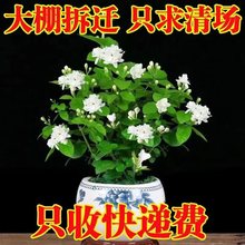 重瓣茉莉花盆栽浓香型带花苞带盆驱蚊绿植花卉室内阳台美化空气