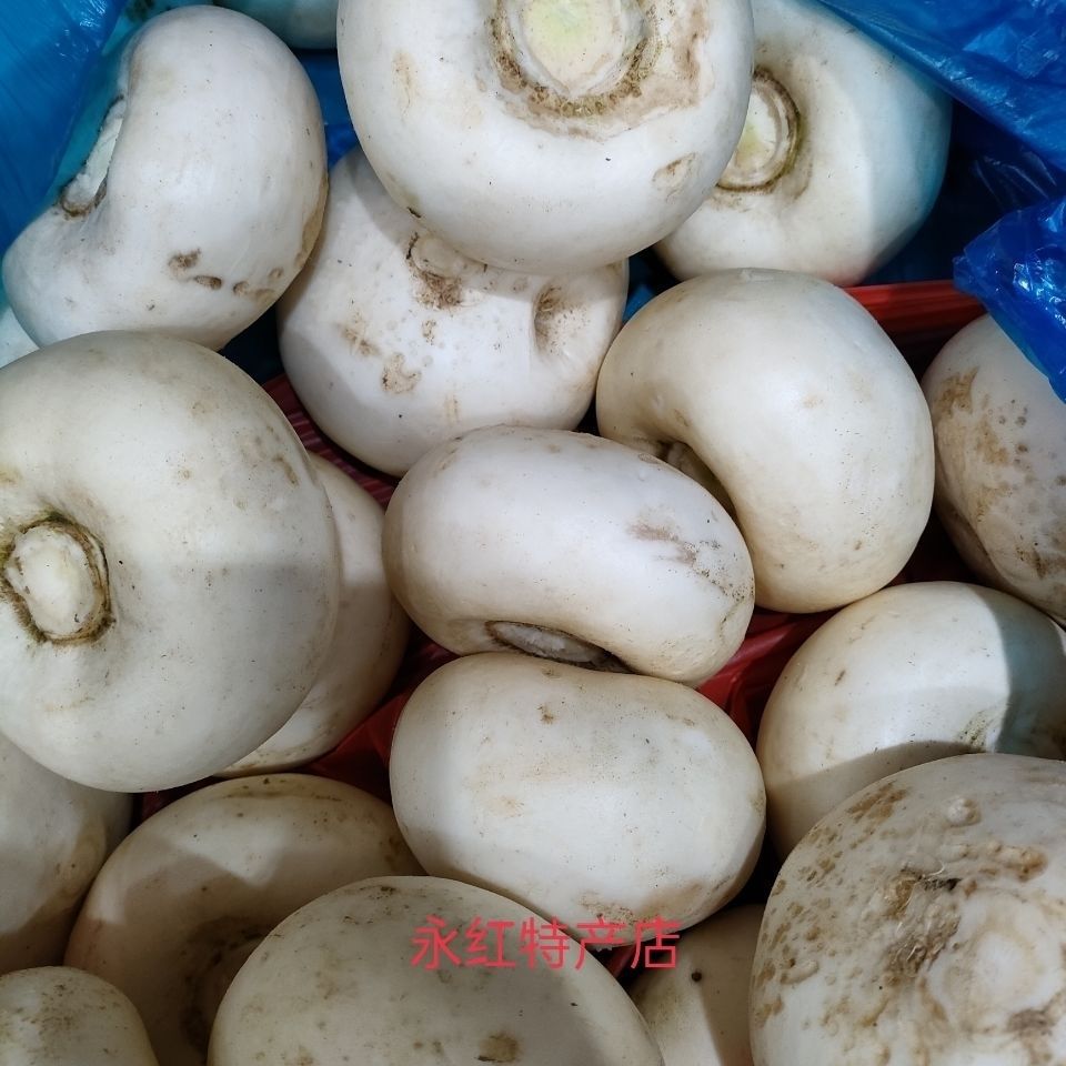 江西 特产农家新鲜盘菜头 扁萝卜大头菜 菜场新鲜发货