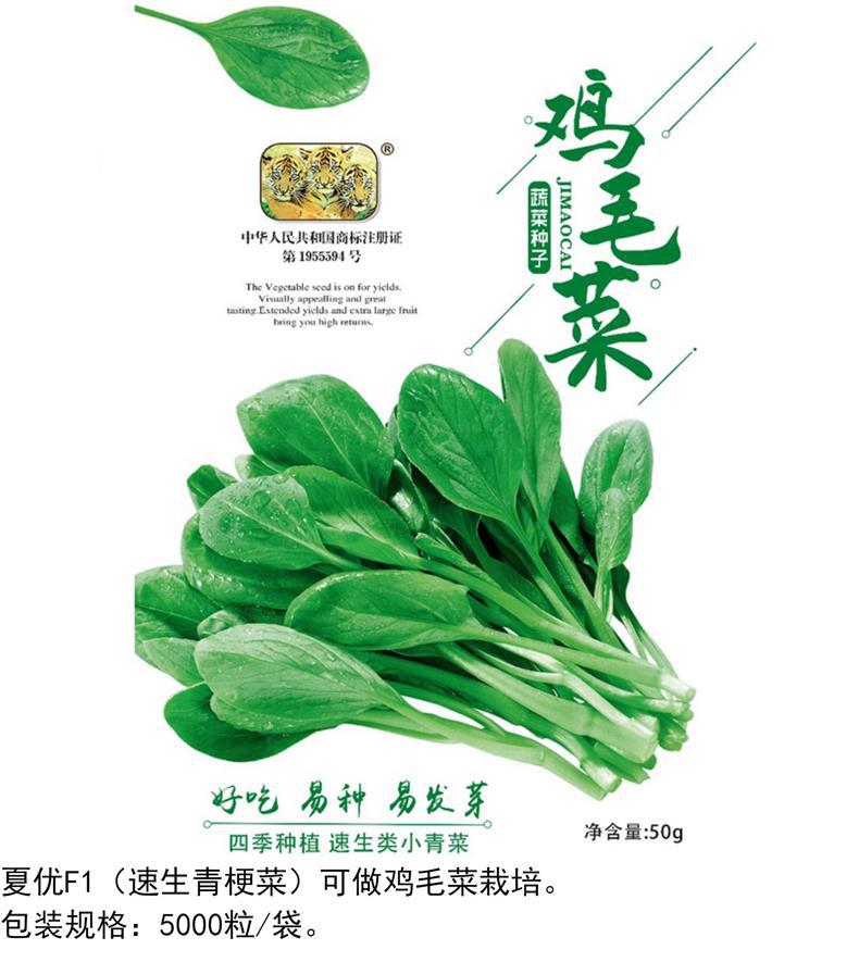 鸡毛菜种子四季小白菜青梗菜青菜油菜上海青菜籽阳台盆栽蔬菜种孑