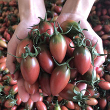 紫弹头迷彩小番茄紫葡萄圣女果新鲜蔬菜水果西红柿 3-5斤包邮