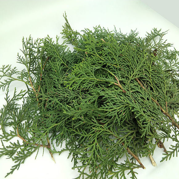 新鲜现摘侧柏叶防500g包邮