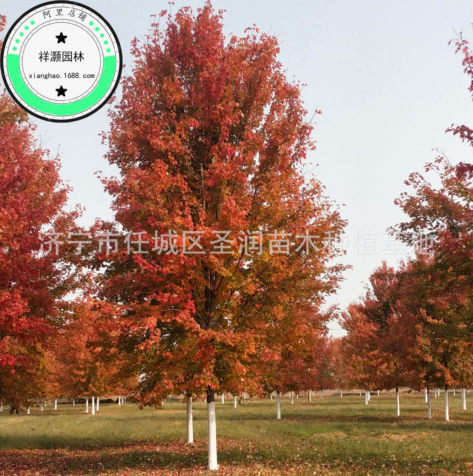绿植红枫树 原生三季中国红枫日本红枫庭院风景树地栽耐寒-阿里巴巴