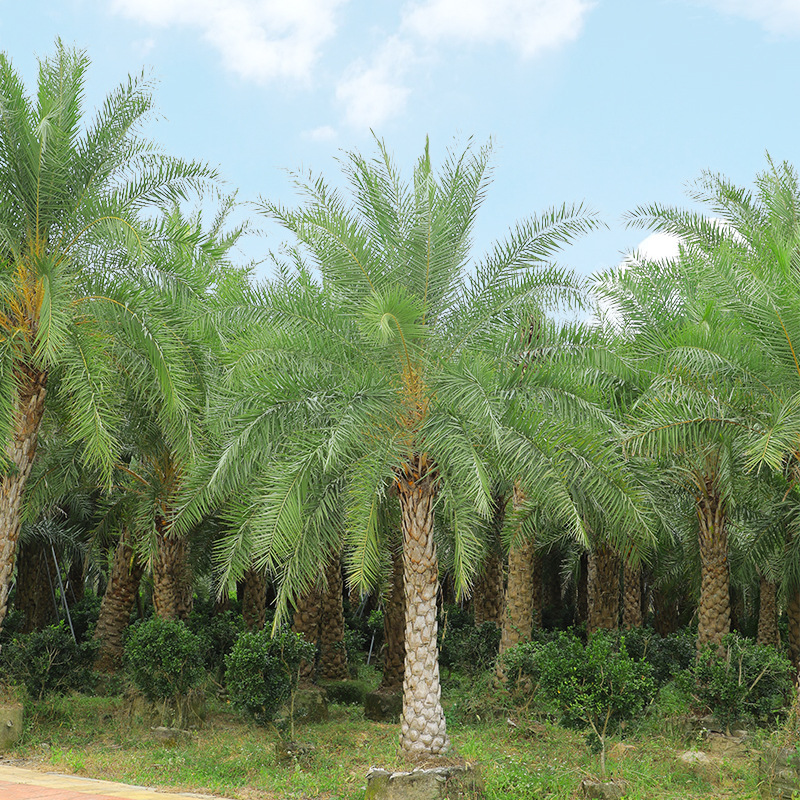 银海枣造景道路种植绿化 树形健壮成活率高 基地批发园艺中东海枣