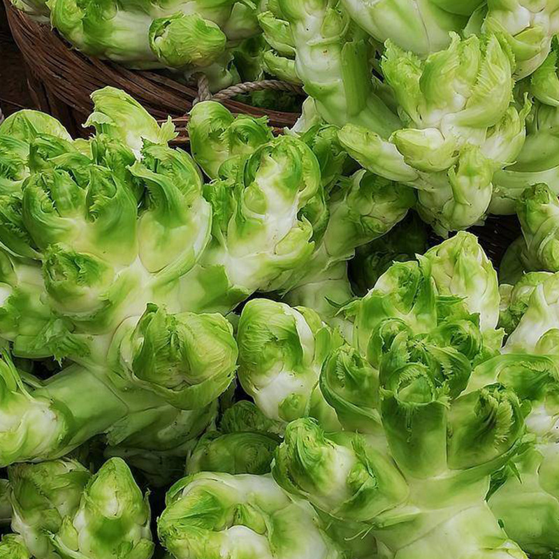 儿菜种子芥菜种籽宝宝菜秋季播泡菜蔬菜种子四川特大儿菜抱儿菜孑