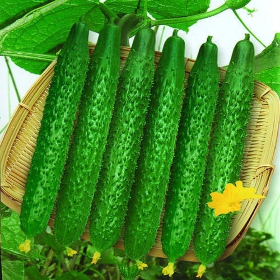 山东新鲜黄瓜水果黄瓜新鲜现摘优质青瓜批发5斤3斤1斤包邮清脆爽