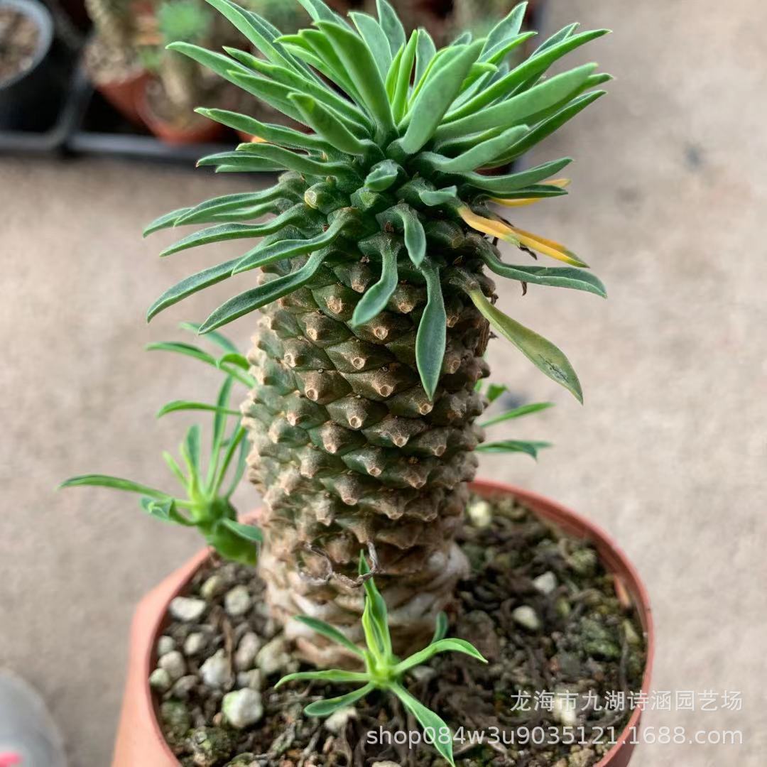 铁甲麒麟 自根植物批发  室内绿植盆栽