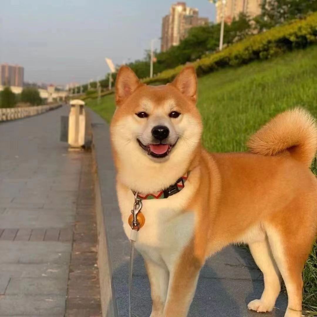 纯种柴犬幼犬活体日本柴犬幼崽小型犬柴犬赤色豆柴小狗宠物狗狗狗