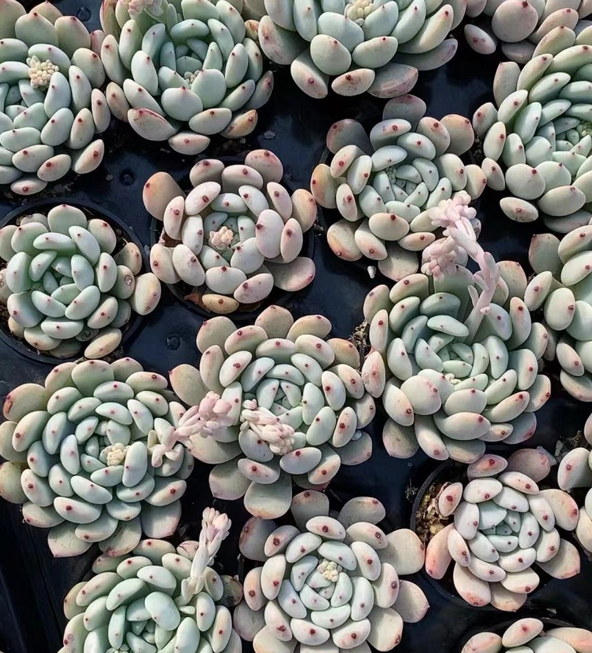 彼安特 雪爪单头 脱盆发货4-6cm多肉植物基地直销量大从优