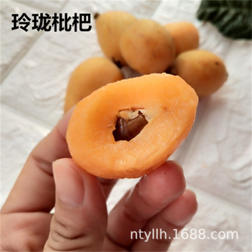 四川新品种无核砂糖枇杷树苗盆栽地栽无籽枇杷苗嫁接果树苗枇杷树