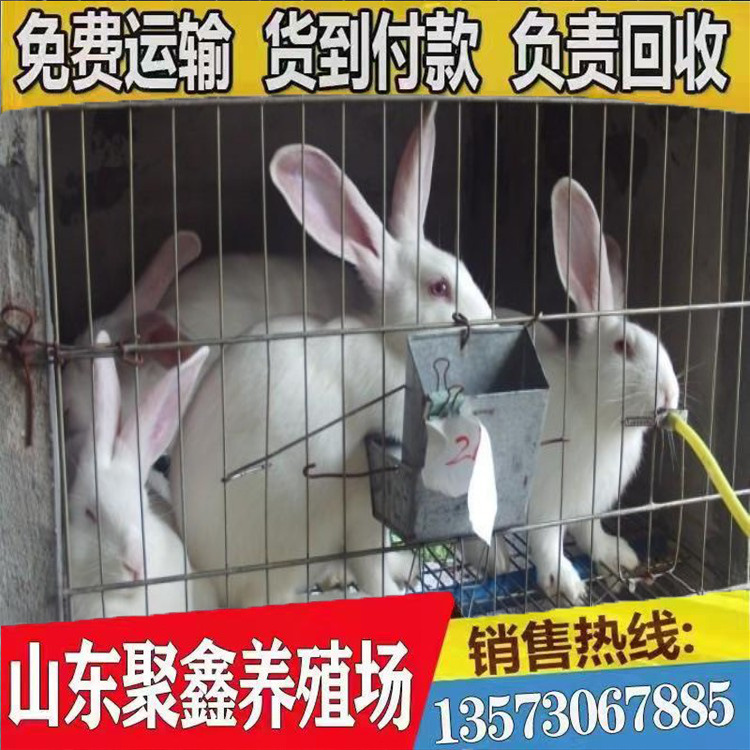 0成交0只山东聚鑫比利时兔种苗养殖基地 大量批发优质比利时兔子种苗