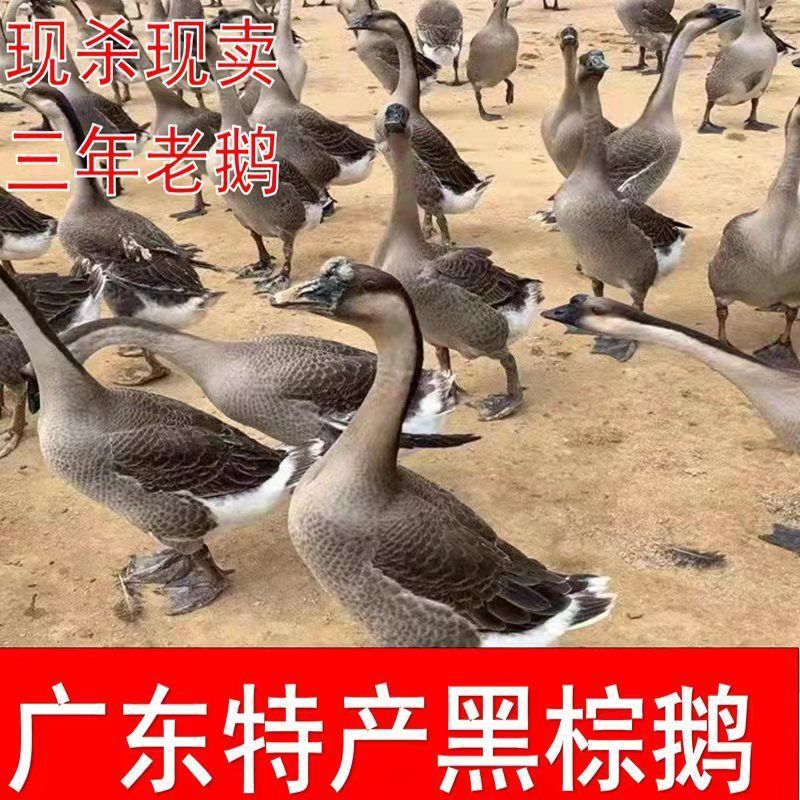 广东三年老鹅黑棕鹅农家散养新鲜大鹅肉整只现现发生态养殖鲜美