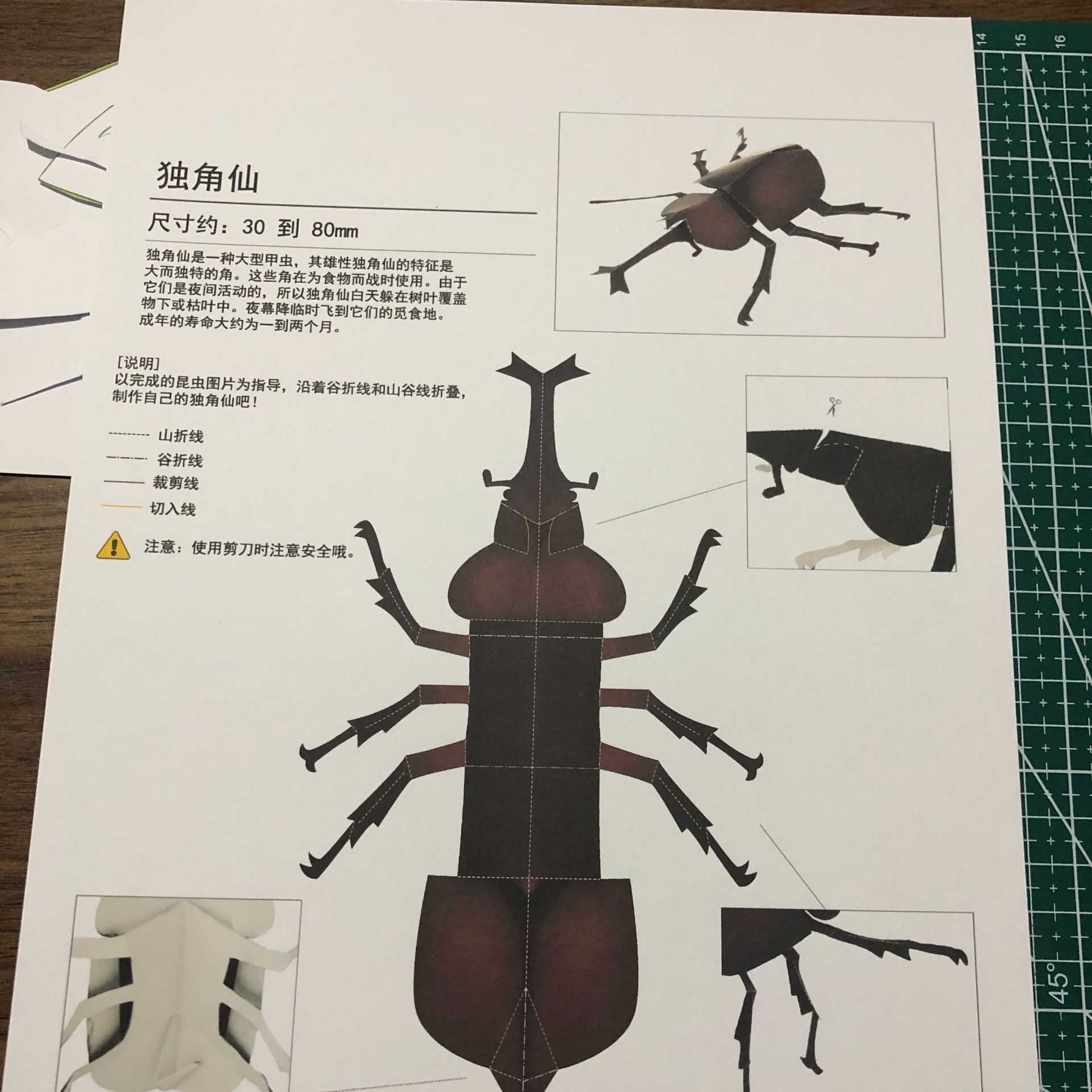 6件套独角仙 蝴蝶 蜻蜓 螳螂 昆虫纸模型 手工diy 学生活动 亲子