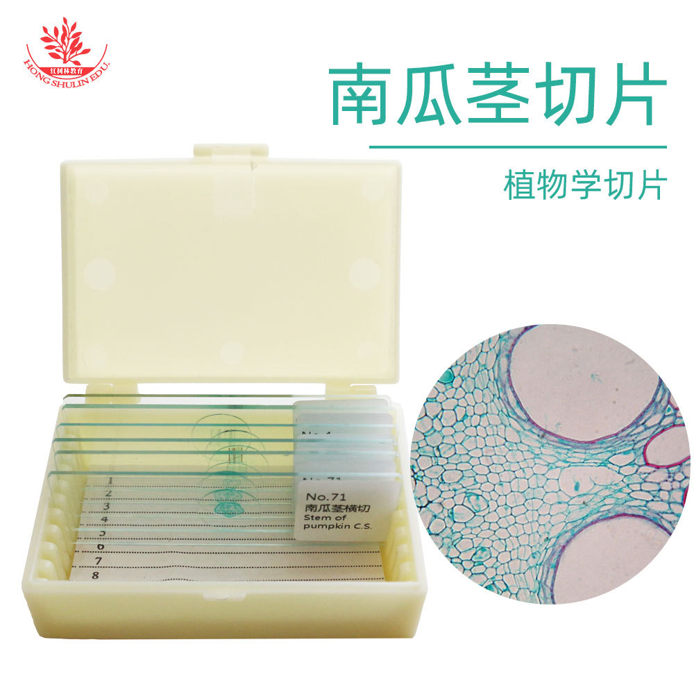 南瓜茎横切纵切取材新鲜细胞结构清晰易观察生物显微镜标本切片